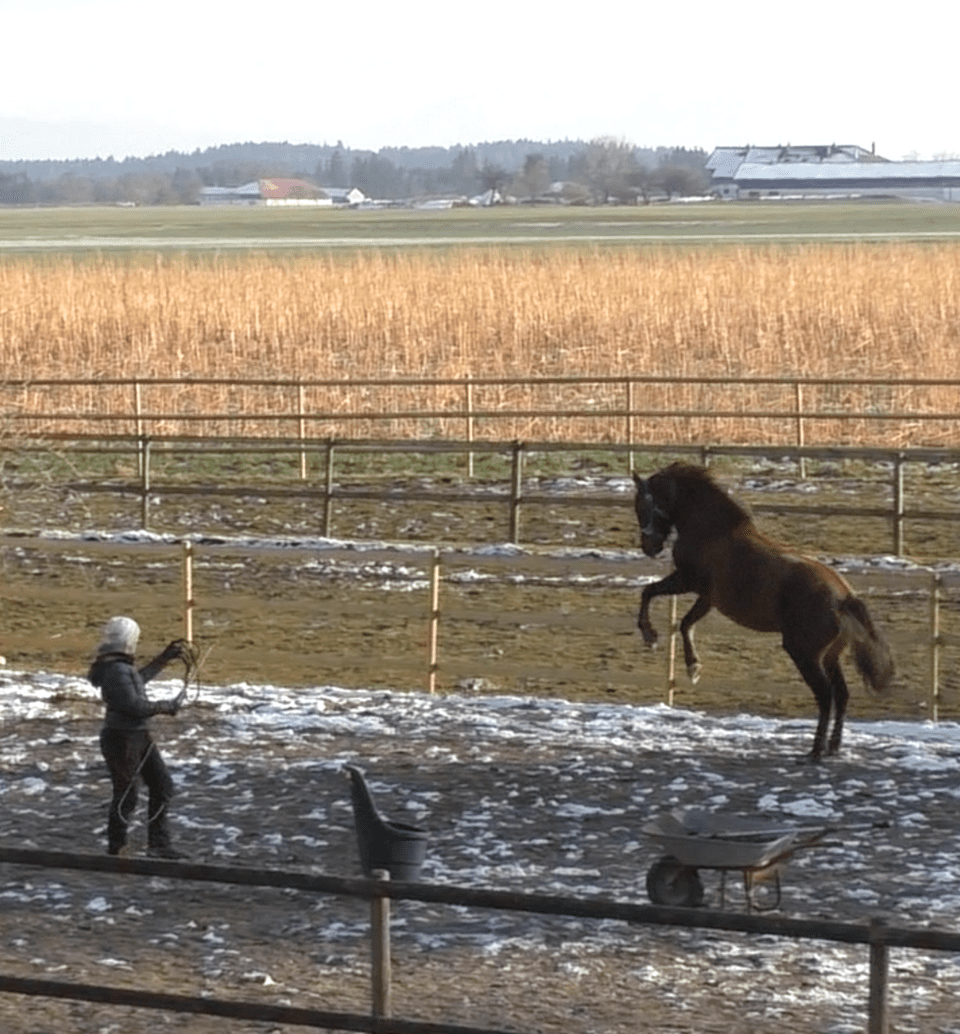 Mann mit pferd sucht frau