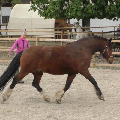 Horse psychology matter energy ratio