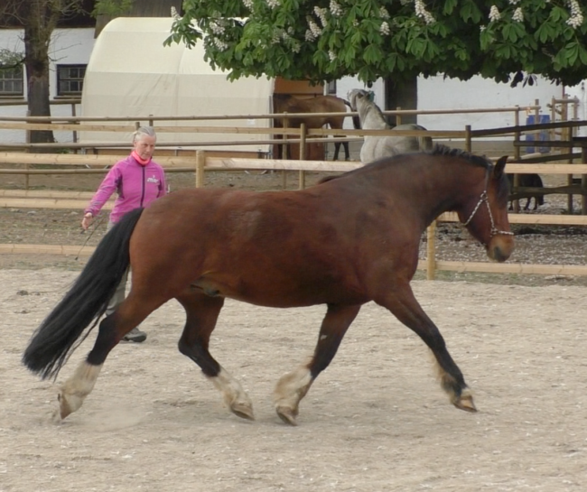 Horse psychology matter energy ratio