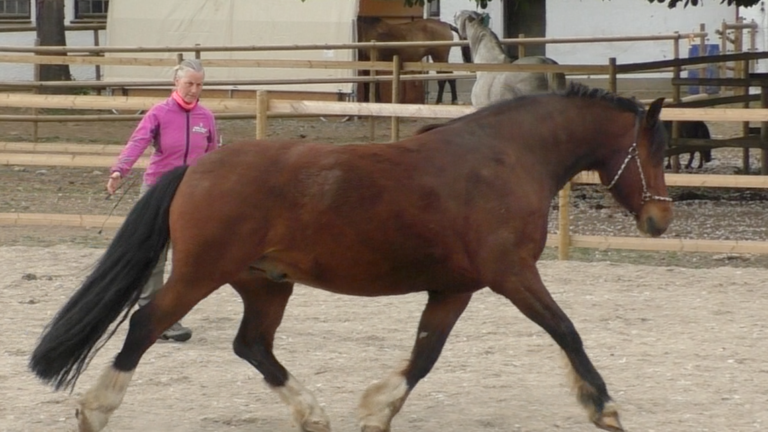 Horse psychology matter energy ratio Horse psychology matter energy ratio