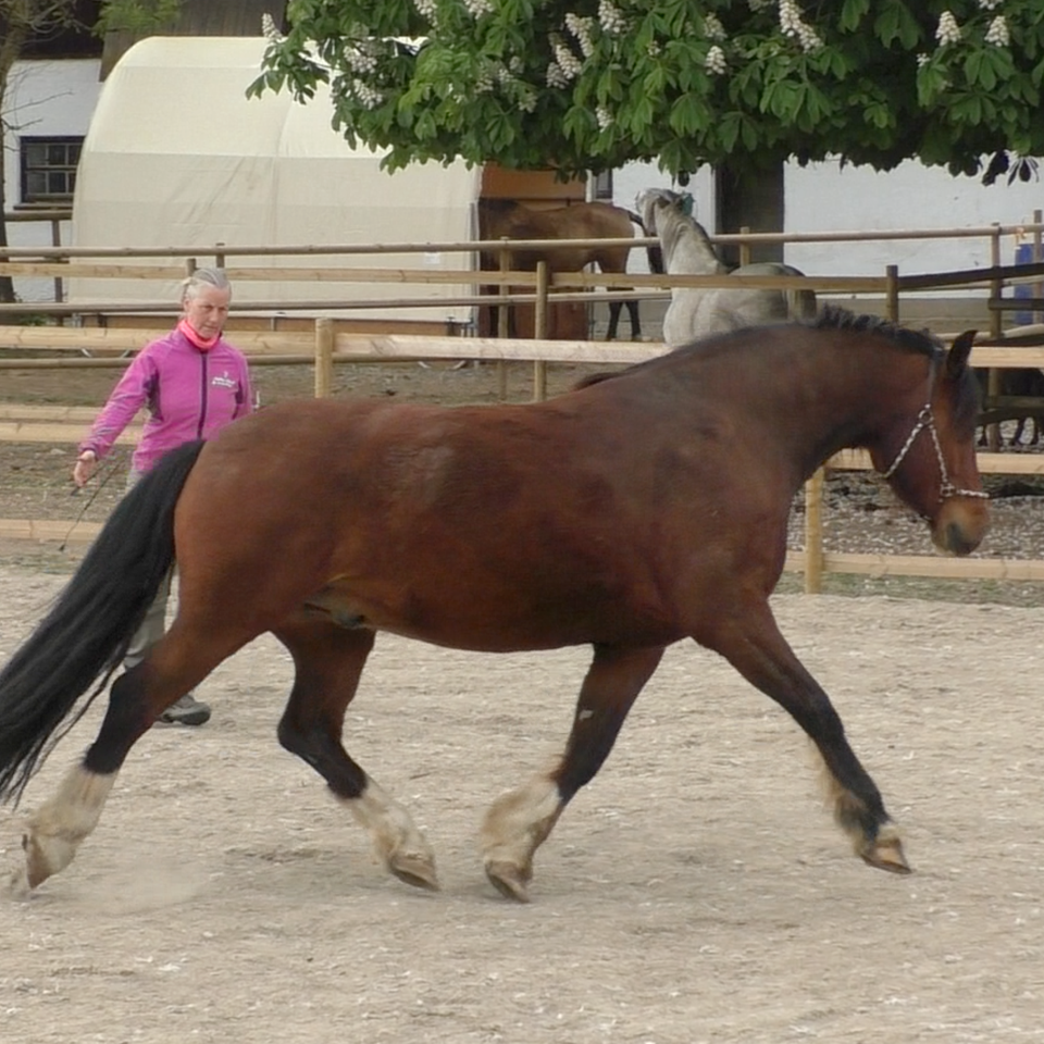 Horse psychology matter energy ratio