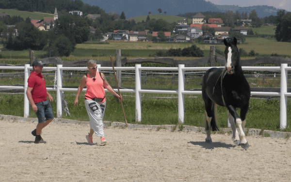 Mann mit pferden sucht frau