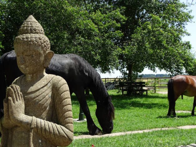 Finn Bhudda 630 70