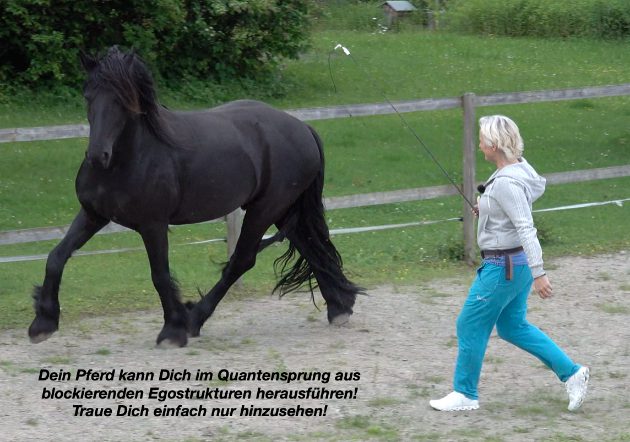 Chi Horsing Freiarbeit 630